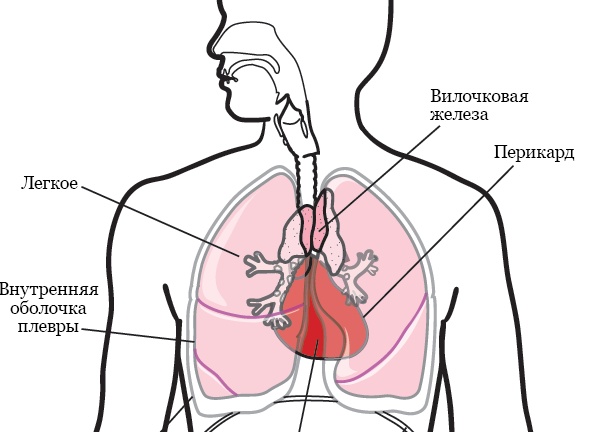 Принципиально новое лечение рака любого органа