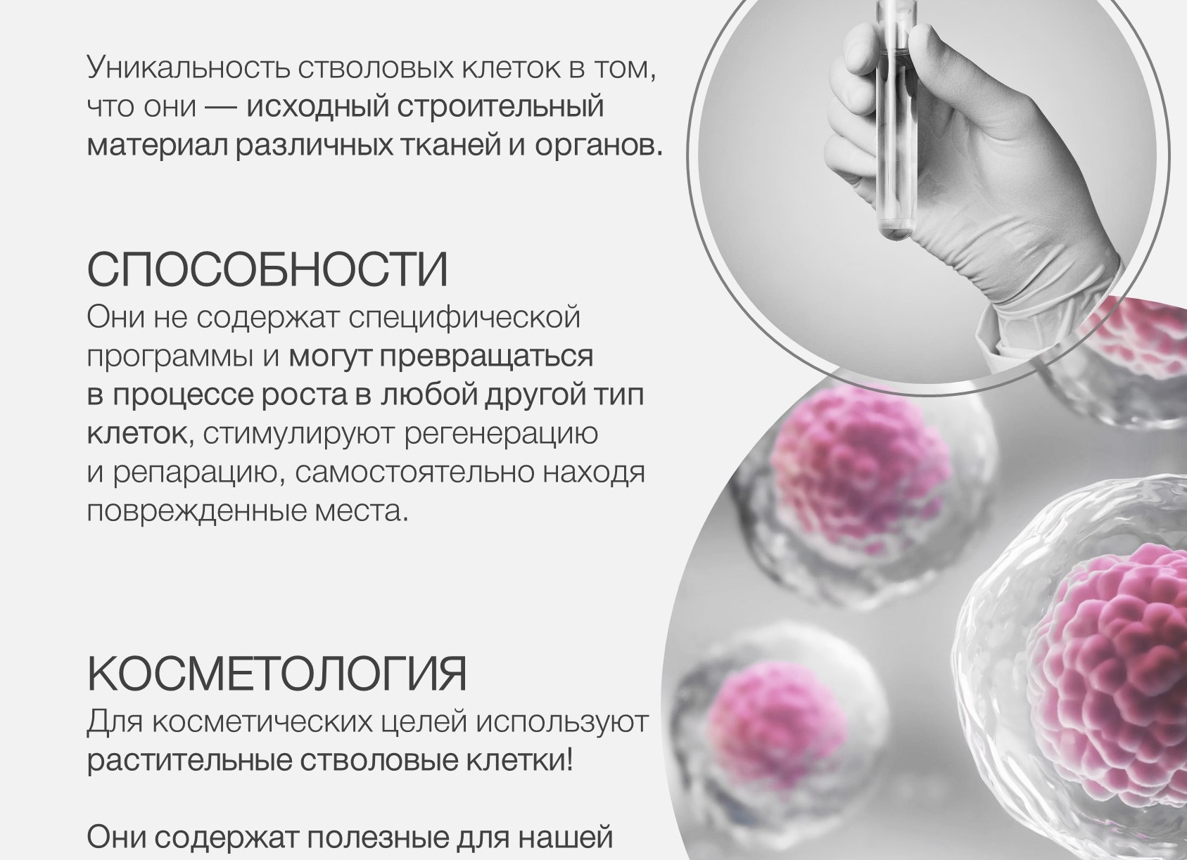 Что такое стволовые клетки