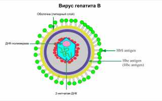 Анализы крови на антитела для диагностики гепатита В