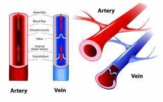 Всё о кровеносной системе человека