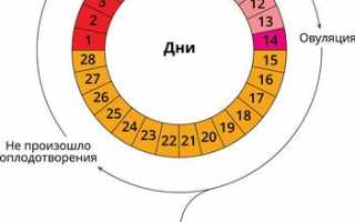 Через сколько дней после менструации наступает овуляция?