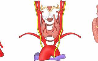 Артерии щитовидной железы