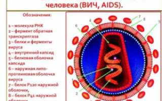 Клетки вируса ВИЧ: семейство, строение, как выглядят, какие клетки поражают