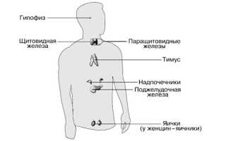 Что собой представляет система эндокринная