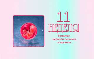 11 неделя беременности