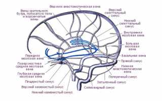 Вены головного мозга анатомия