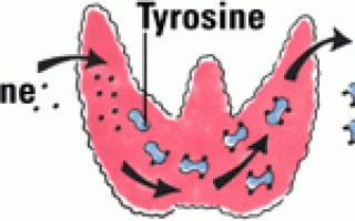 Анализы крови на гормоны щитовидной железы