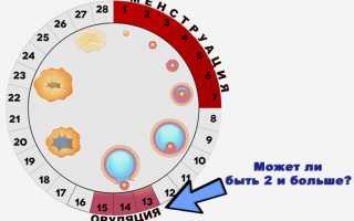 Возможны ли две овуляции в одном цикле?