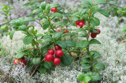 Листья брусники для лечения цистита Листья брусники для лечения цистита